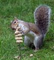 Squirrel with Nuts in Action