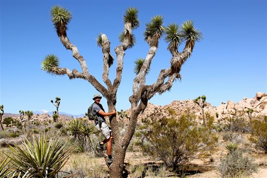David and the Joshua Tree © daveynin (CC BY 2.0) https://www.flickr.com/photos/daveynin/7316743930/ David and the Joshua Tree