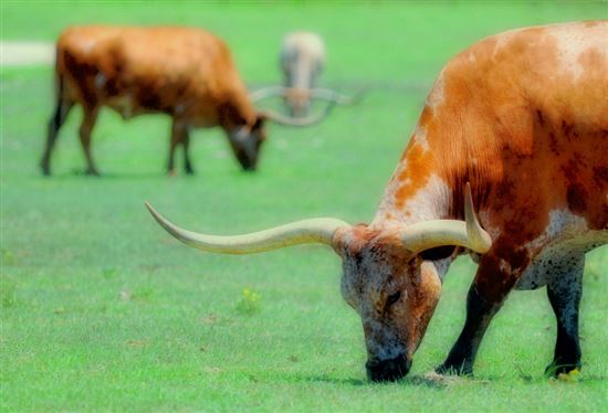 Hill Country Texas Longhorns © Robert Hensley (CC BY 2.0) https://www.flickr.com/photos/roberthensley/7698785962/ Hill Country Texas Longhorns