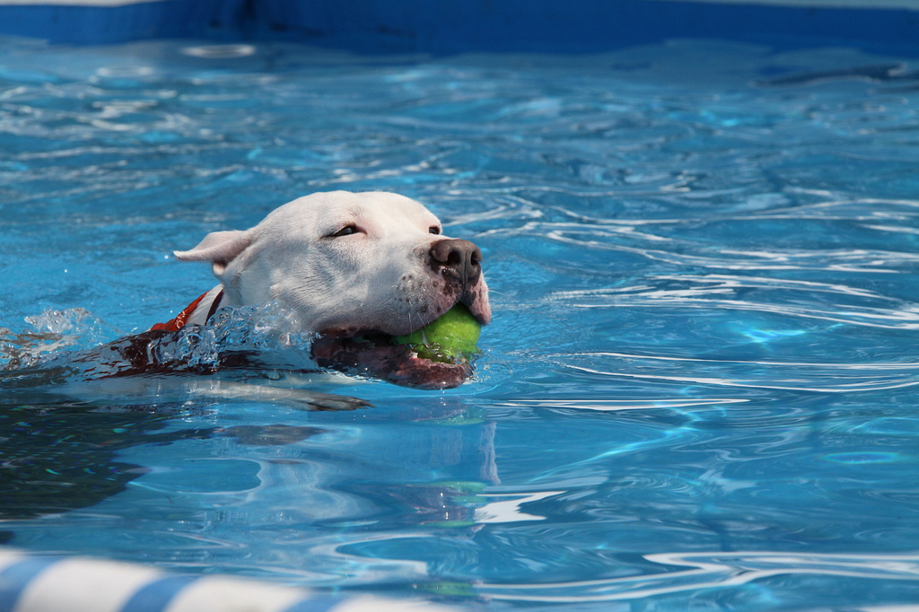 Pitbull Statistics Will Surprise You